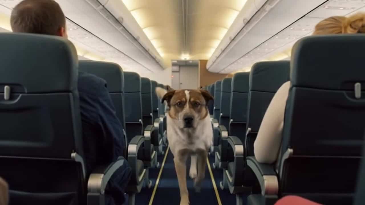 OpenAI Sora 2 AI video example: Make this dog stand-up and start to walking in the airplane and talk in romanian language