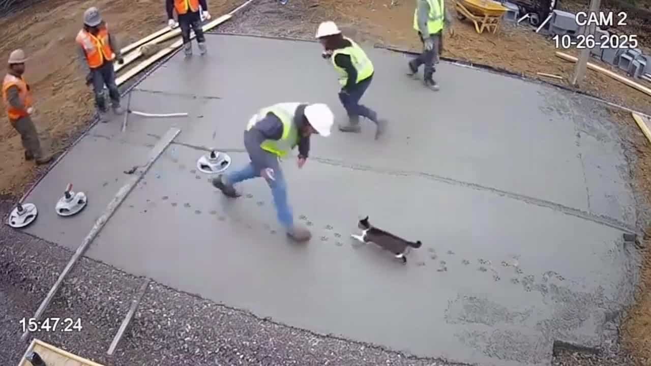 OpenAI Sora 2 Pro AI video example: A CCTV of a group of constructions works who have just layed a layer of cement, unfortunately a cat w...